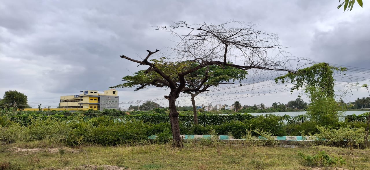 ಉದ್ಯಾನದಲ್ಲಿ ನಿರ್ವಹಣೆ ಇಲ್ಲದೆ ಒಣಗಿ ನಿಂತಿರುವ ಮರ