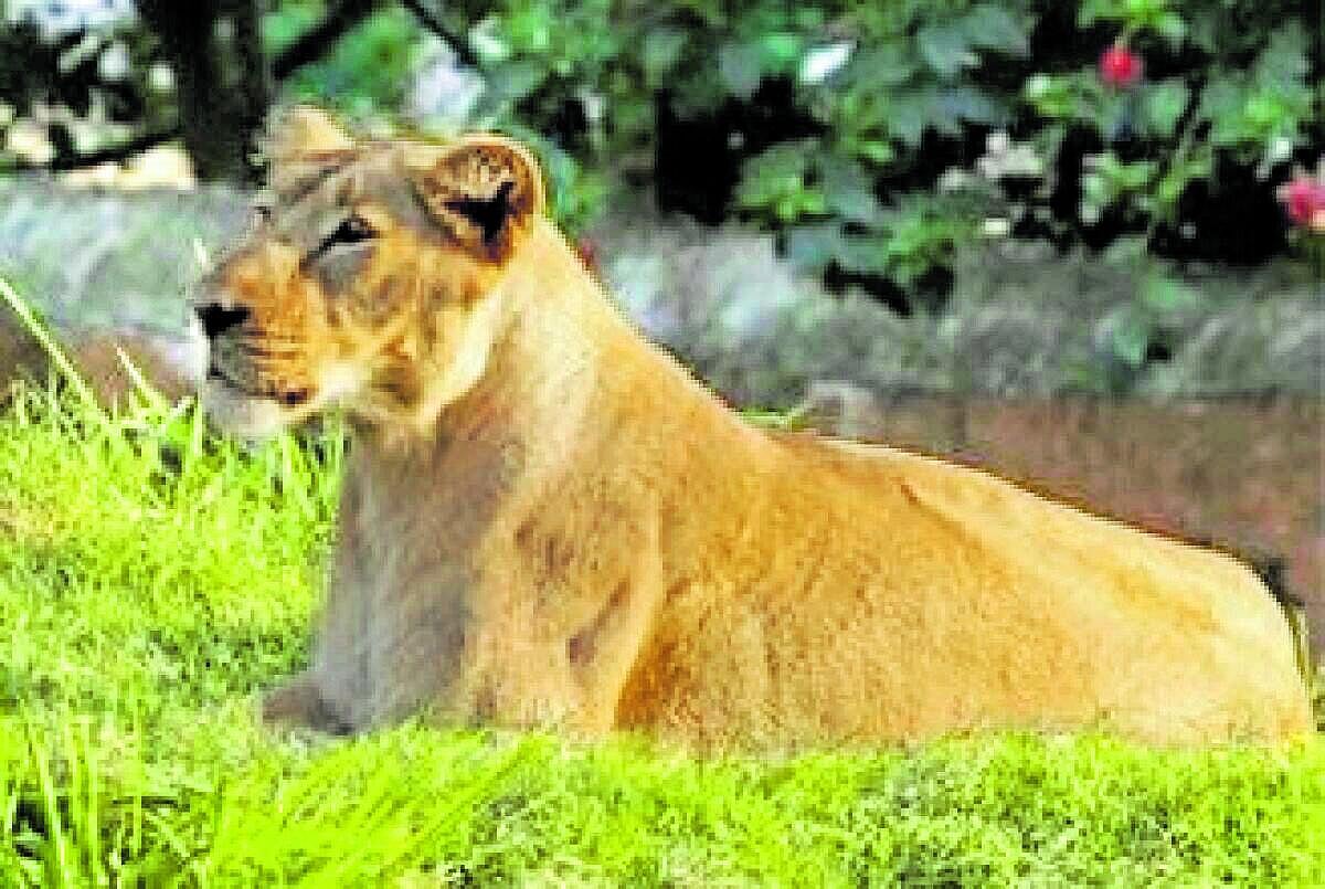 ಮೈಸೂರು ಮೃಗಾಲಯ: 21 ವರ್ಷದ ಸಿಂಹಿಣಿ ‘ರಕ್ಷಿತ’ ಸಾವು