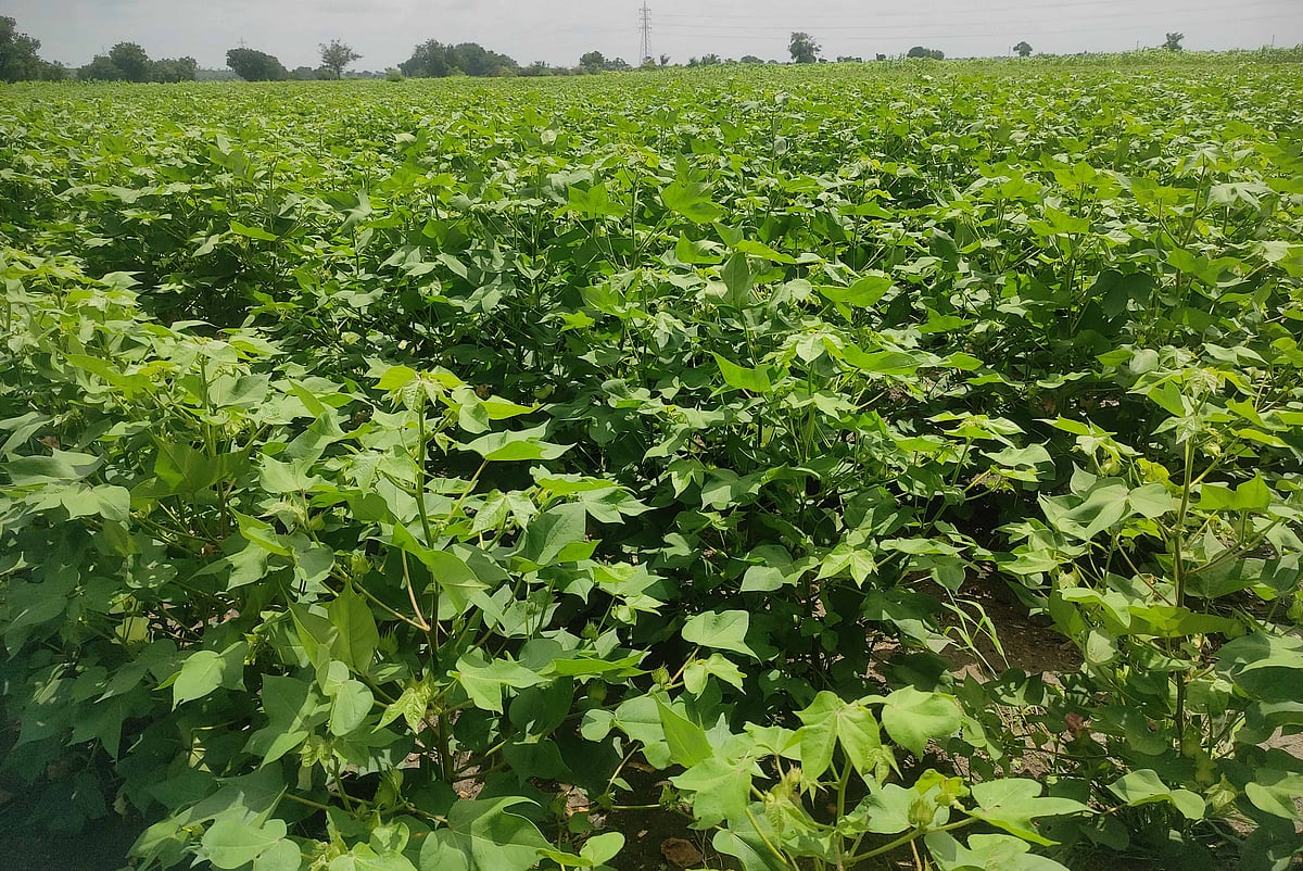 ಶಹಾಪುರ | ಜಿಟಿ ಜಿಟಿ ಮಳೆ; ಹತ್ತಿ ಬೆಳೆಗೆ ಸಂಕಷ್ಟ: ಆತಂಕದಲ್ಲಿ ಬೆಳೆಗಾರರು