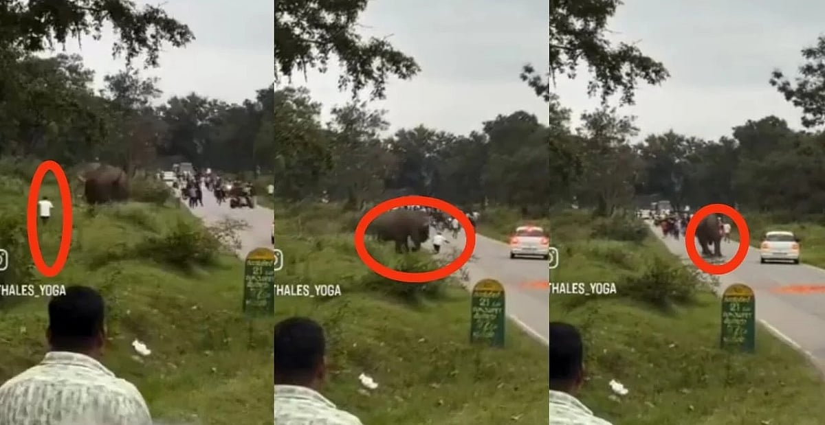 Video | ಗುಂಡ್ಲುಪೇಟೆ: ಫೋಟೊ ತೆಗೆಯಲು ಹೋದ ವ್ಯಕ್ತಿ ಮೇಲೆ ಆನೆ ದಾಳಿ