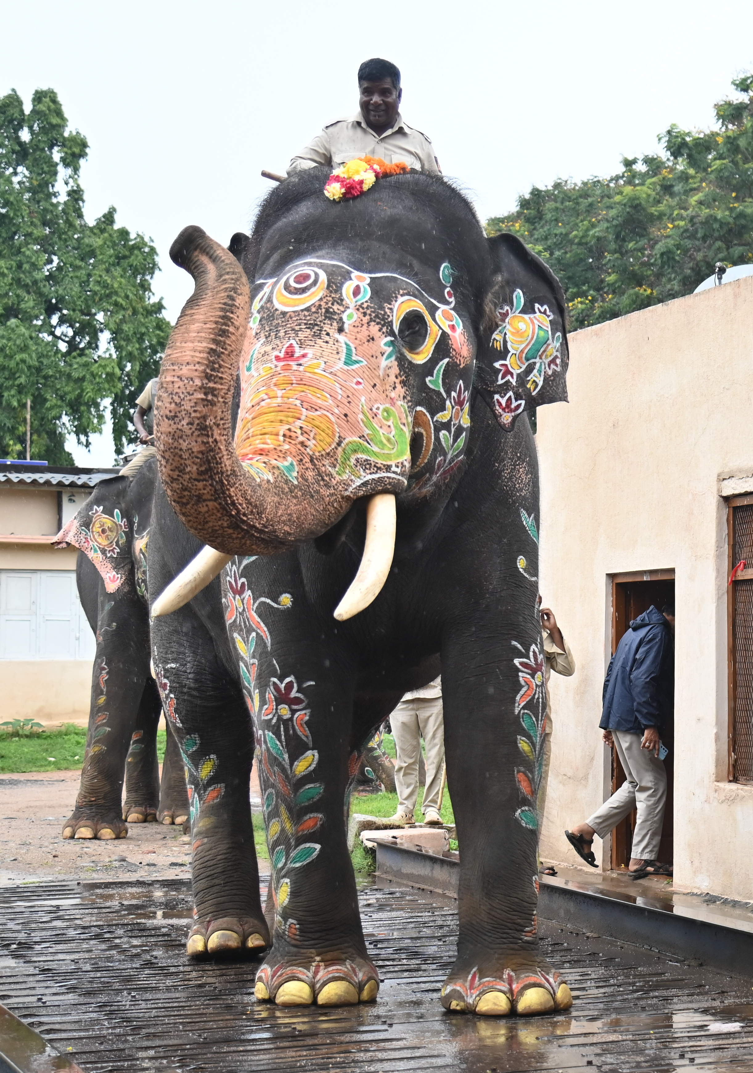 ಗಜಪಡೆಯ ಭಾರದ ಆನೆ ‘ಭೀಮ’
