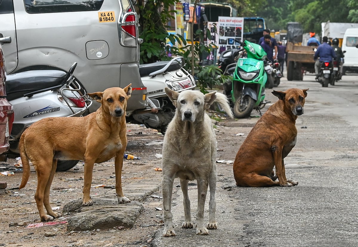 ಬೆಂಗಳೂರು: ಬೀದಿ ನಾಯಿಗಳ ಹುಚ್ಚಾಟ, ಜನರಿಗೆ ಪ್ರಾಣ ಸಂಕಟ