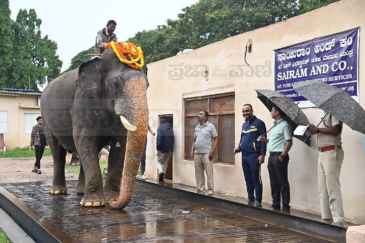 Mysuru Dasara | ದಸರಾ ಆನೆಗಳಿಗೆ ತೂಕ ಪರೀಕ್ಷೆ: 5.36 ಟನ್ ತೂಗಿದ ‘ಅಭಿಮನ್ಯು’