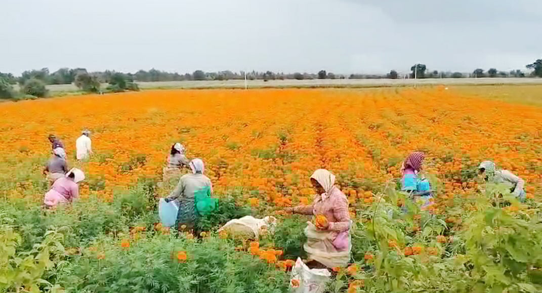 ಶಿಗ್ಗಾವಿ | ಸಿಗದ ಸೂಕ್ತ ಬೆಲೆ: ಚೆಂಡು ಹೂ ಬೆಳೆದವರು ಕಂಗಾಲು