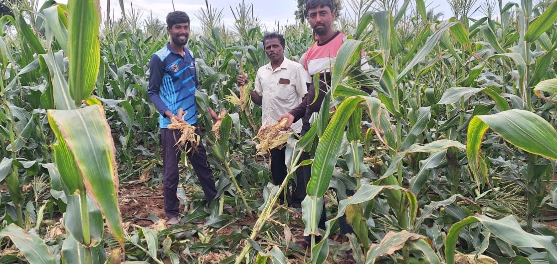 ಹಾನಿಗೊಳಗಾದ ಜೋಳದ ತೋಟವನ್ನು ವೀಕ್ಷಿಸುತ್ತಿರುವ ರೈತರು