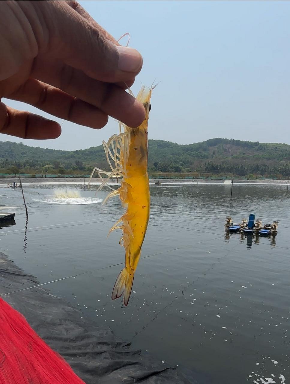 ಭಾರತದ ಉತ್ಪನ್ನಗಳಿಗೆ ಅಮೆರಿಕ ಸುಂಕದ ಹೊರೆ: ಸೀಗಡಿ ಕೃಷಿಗೆ ಹೊಡೆತ