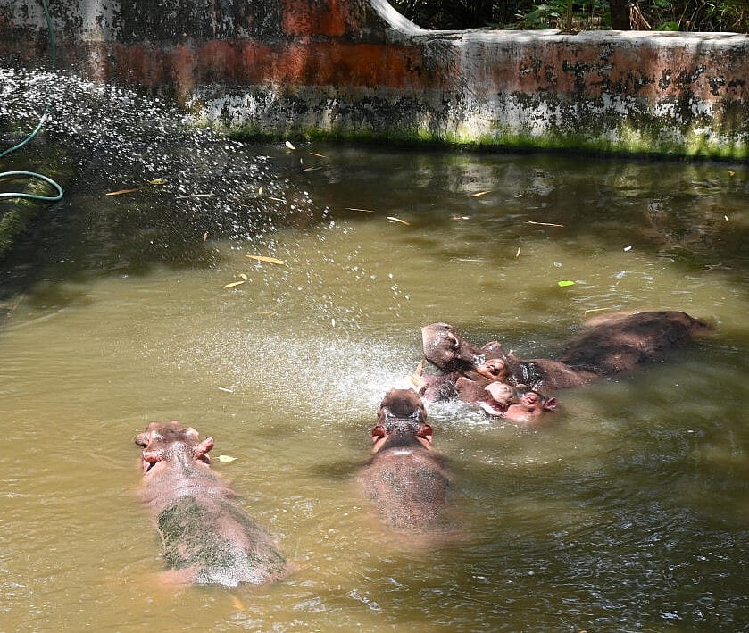 ಪಿಲಿಕುಳ ಜೈವಿಕ ಉದ್ಯಾನ: ವಿಷ ಸೇರಿಸಿ ಪ್ರಾಣಿ ಕೊಲ್ಲುವ ಹುನ್ನಾರ, ದೂರು