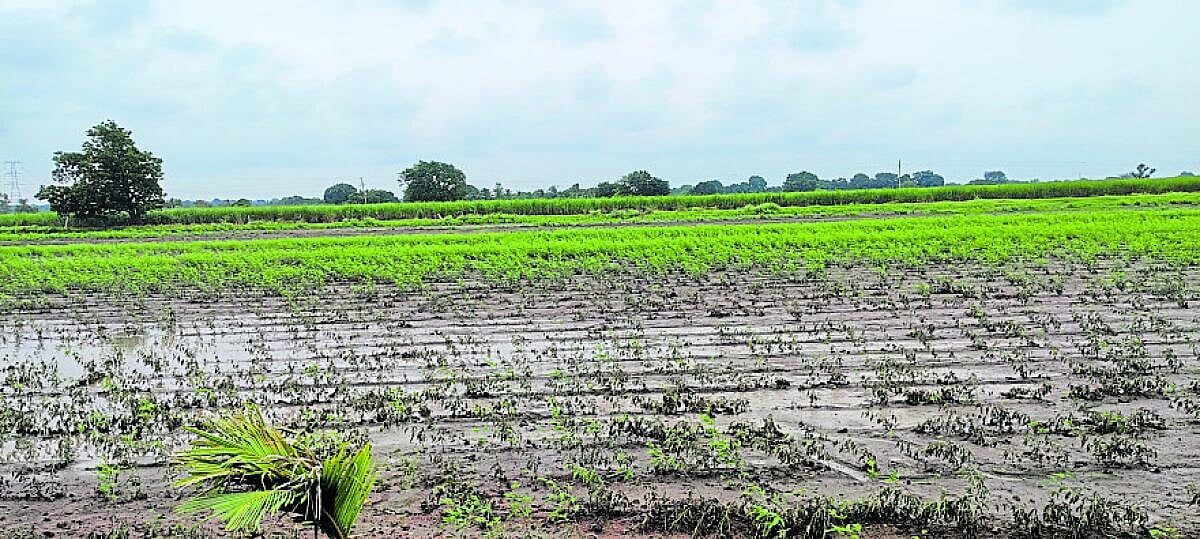 ಹುನಗುಂದ |ನಿರಂತರ ಮಳೆ: ಬೆಳೆ ನೀರುಪಾಲು