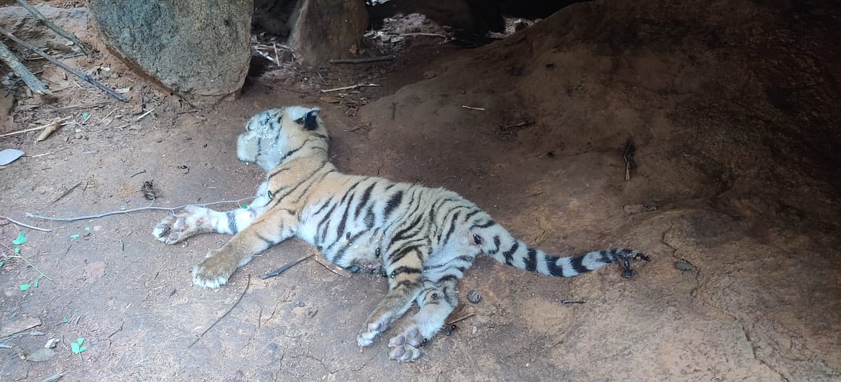 ಹಸಿವು: ತಾಯಿಯಿಂದ ಬೇರ್ಪಟ್ಟ ಎರಡು ಹುಲಿ ಮರಿಗಳು ಹಸಿವಿನಿಂದ ಸಾವು