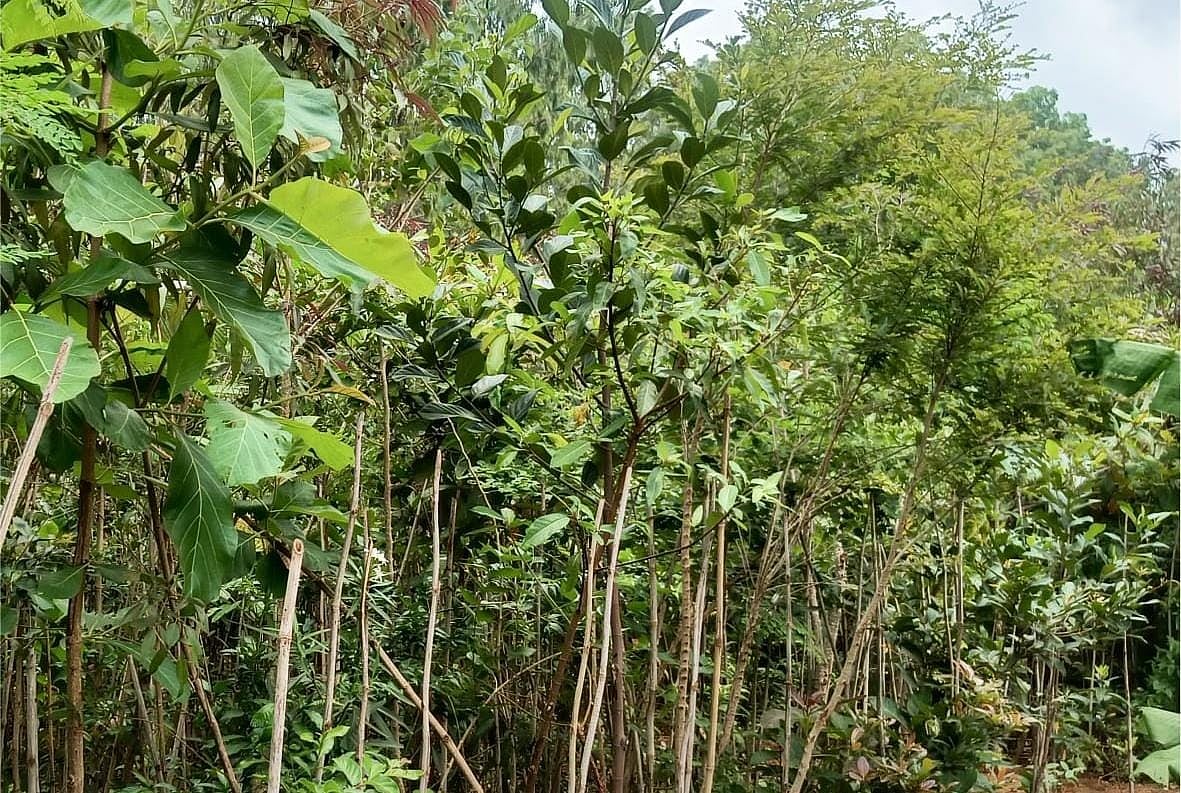 ಹಸಿರು ಬೆಂಗಳೂರು: ಪರಿಸರ ಸಮತೋಲನಕ್ಕೆ ಆದ್ಯತೆ