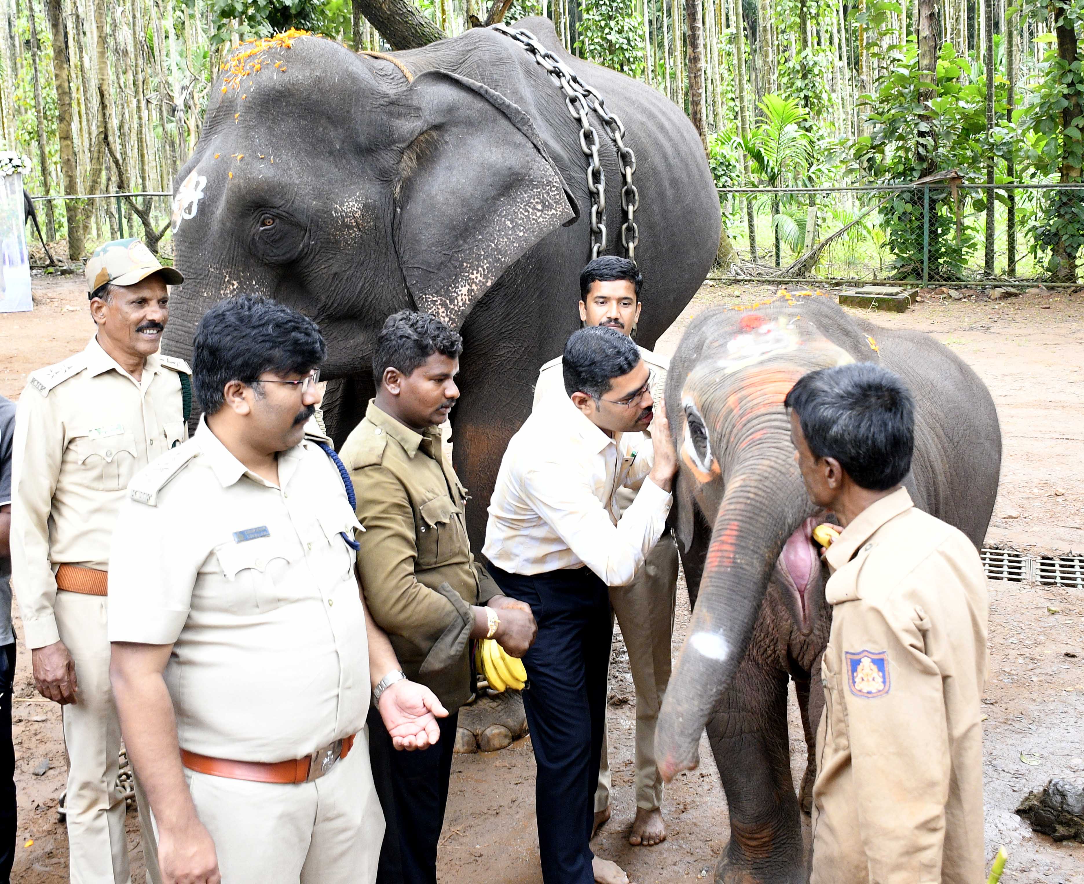 ಸಕ್ರೆಬೈಲಿನಲ್ಲಿ ನೇತ್ರಾವತಿ ಆನೆಯ ಮರಿಗೆ ವನ್ಯಜೀವಿ ವಿಭಾಗದ ಡಿಸಿಎಫ್ ಪ್ರಸನ್ನಕೃಷ್ಣ ಪಟಗಾರ ಕಿವಿಯಲ್ಲಿ ಹೆಸರು ಹೇಳಿ ‘ಚಾಮುಂಡಿ’ ಎಂದು ನಾಮಕರಣ ಮಾಡಿದರು 
