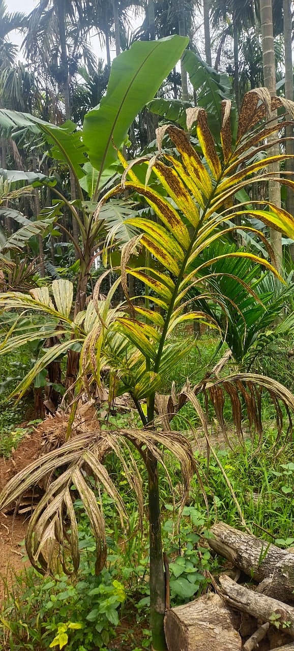 ತೀರ್ಥಹಳ್ಳಿ: ರೋಗಬಾಧೆಗೆ ಸಿಲುಕಿದ ಭಾಗಾಯ್ತು