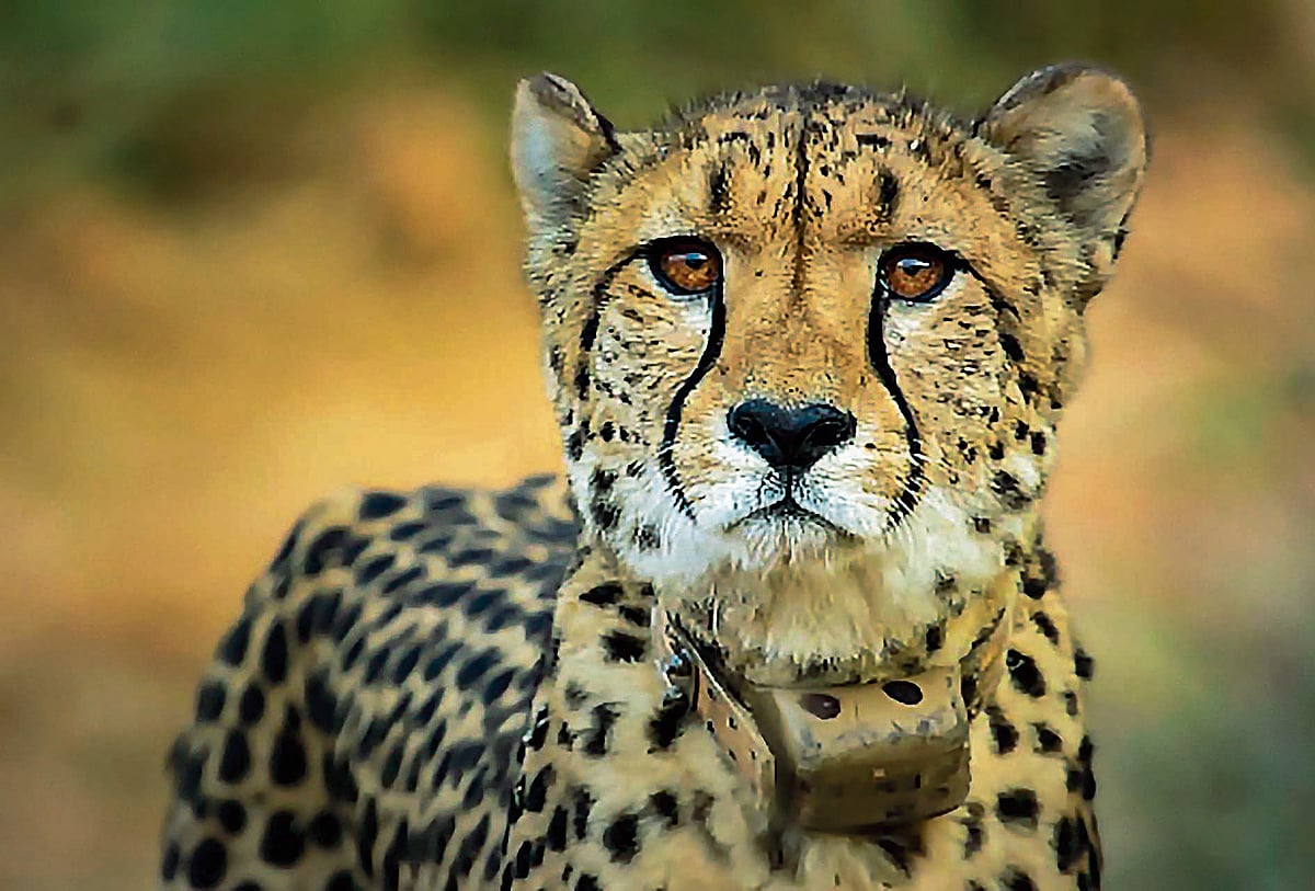 ಕುನೊ ರಾಷ್ಟ್ರೀಯ ಉದ್ಯಾನದಿಂದ ತಪ್ಪಿಸಿಕೊಂಡಿದ್ದ ಚೀತಾ ರಕ್ಷಣೆ 