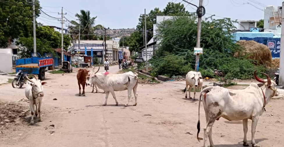 ತೆಕ್ಕಲಕೋಟೆ ಪಟ್ಟಣದ ನೀಲಕಂಠ ದೇವಸ್ಥಾನದ ಬಳಿ ಇರುವ ಬಿಡಾಡಿ ದನ