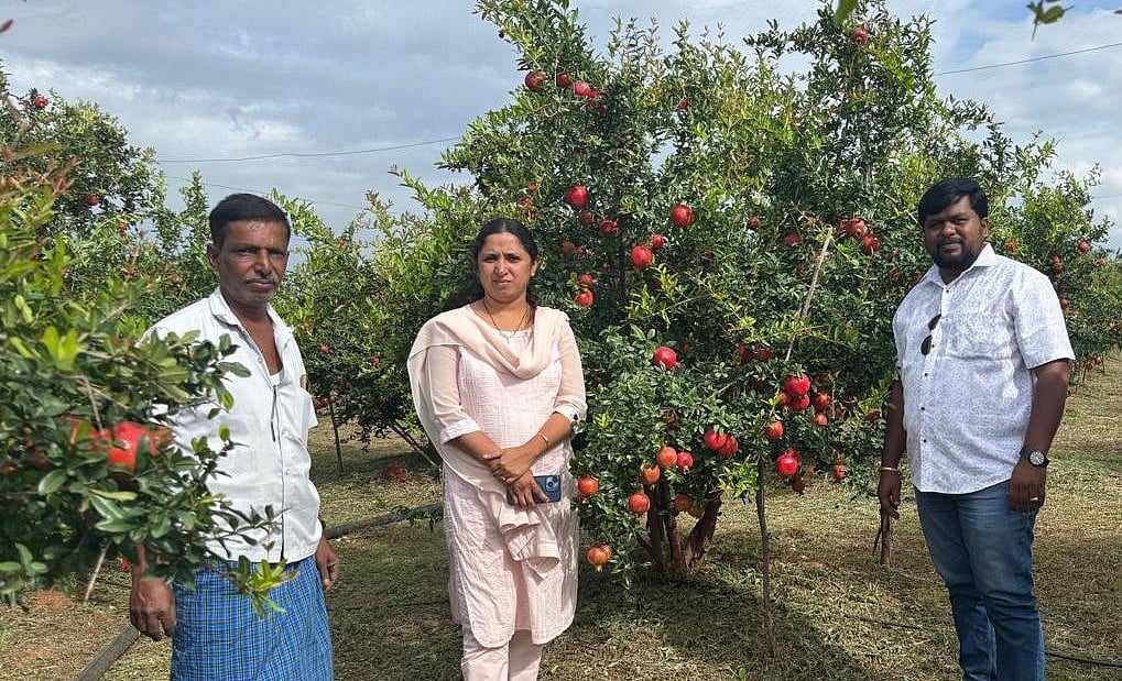 ಅರಸೀಕೆರೆ: ದಾಳಿಂಬೆ ಕೃಷಿ; 2 ಎಕರೆ ತೋಟದಲ್ಲಿ 20 ಟನ್‌ ಇಳುವರಿ