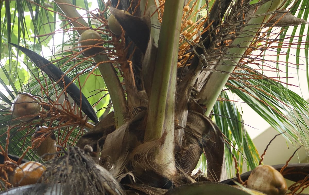 
ಉಡುಪಿ: ತೆಂಗಿಗೂ ಕೊಳೆರೋಗ: ಹೈರಾಣಾದ ರೈತ