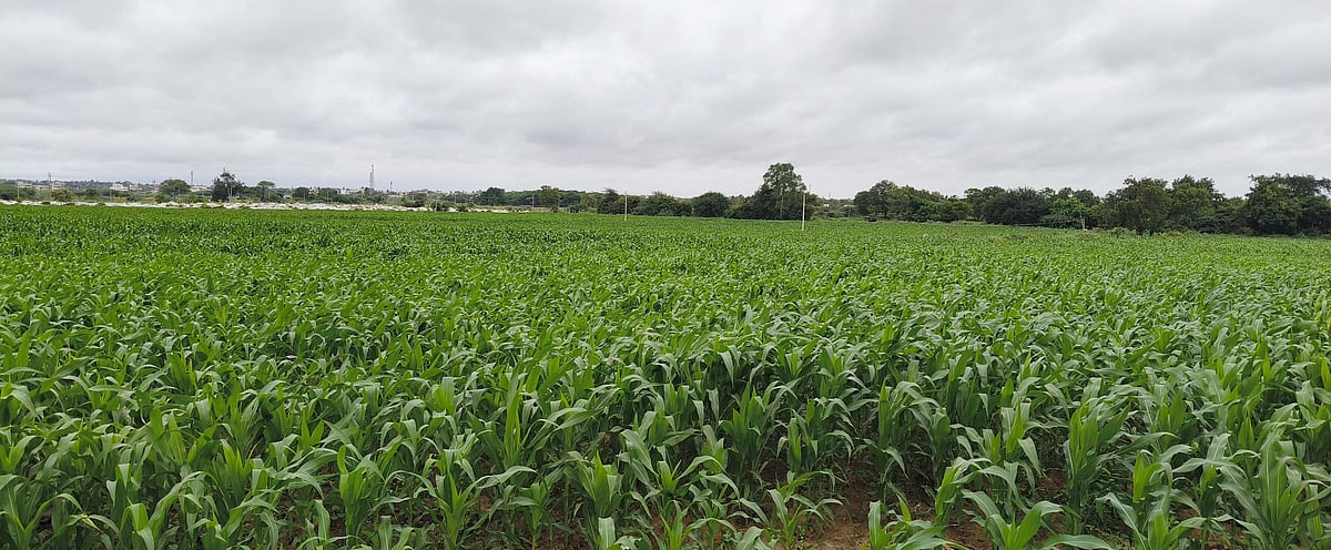 ಹಗರಿಬೊಮ್ಮನಹಳ್ಳಿ | ಯೂರಿಯಾ ಪಡೆಯಲು ಹರಸಾಹಸ: ಕೃತಕ ಅಭಾವ ಸೃಷ್ಟಿಯ ಅನುಮಾನ