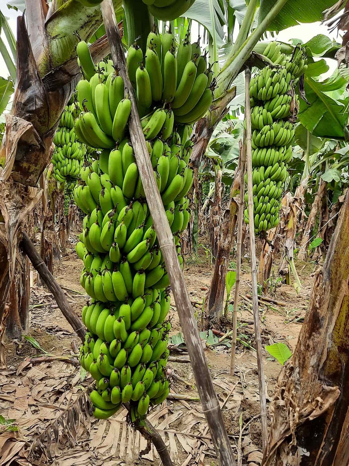 ಶಿರಸಿ | ಬಾಳೆ ಬೆಳೆ ಪ್ರದೇಶ ಇಳಿಕೆ: ಅನ್ಯ ಬೆಳೆಗಳತ್ತ ವಾಲಿದ ಬೆಳೆಗಾರರು