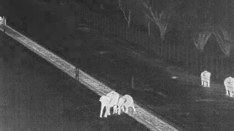 Video| ರೈಲು ಹಳಿ ದಾಟುವ ಆನೆಗಳಿಗೆ AI ಸುರಕ್ಷತೆ: ತಮಿಳುನಾಡು ಅರಣ್ಯ ಇಲಾಖೆ ಕ್ರಮ