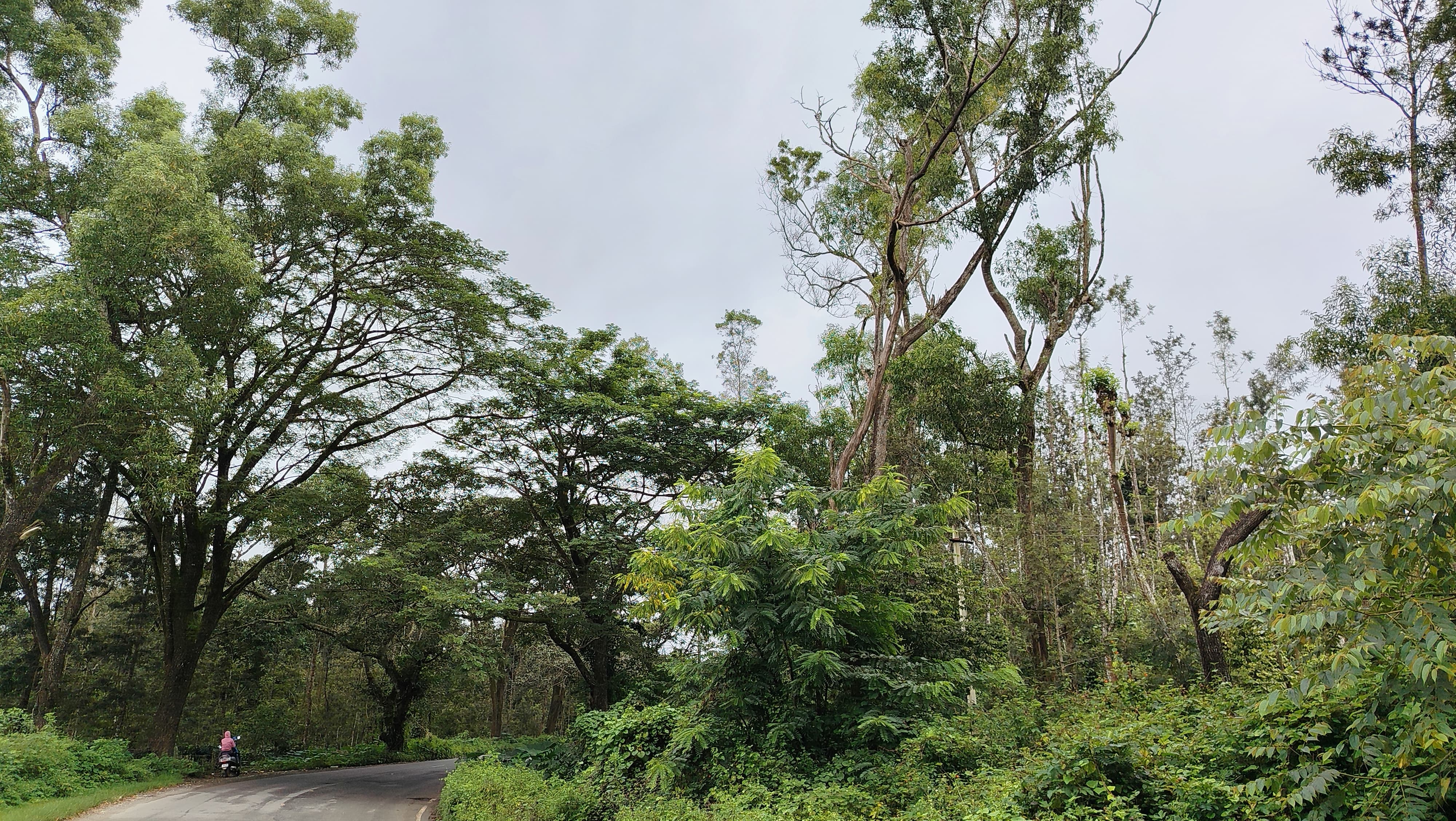 ತೋರಣ ಮಾವು ಆಲ್ದೂರುಪುರ ಗ್ರಾಮದ ಬಳಿ ಹಾದುಹೋಗುವ ರಾಜ್ಯ ಹೆದ್ದಾರಿ 27 ರಸ್ತೆ ಬದಿಯ ತಿರುವಿನಲ್ಲಿ ಒಣಗಿ ನಿಂತಿರುವ ಬೃಹತ್ ಗಾತ್ರದ ಮರ