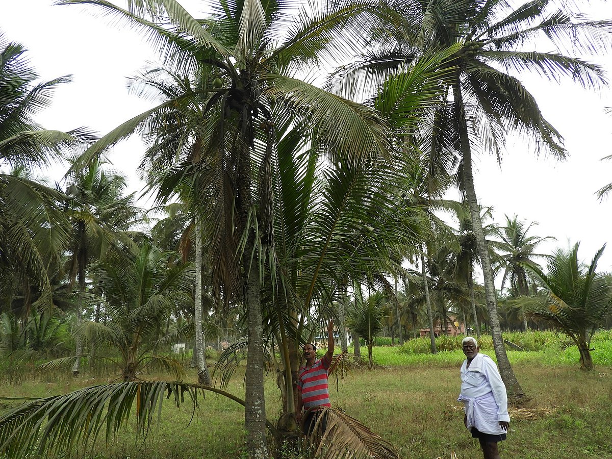 Coconut Crop Disease: ರಾಜ್ಯದಲ್ಲಿ 4.73 ಲಕ್ಷ ಹೆಕ್ಟೇರ್‌ ತೆಂಗಿಗೆ ರೋಗಬಾಧೆ