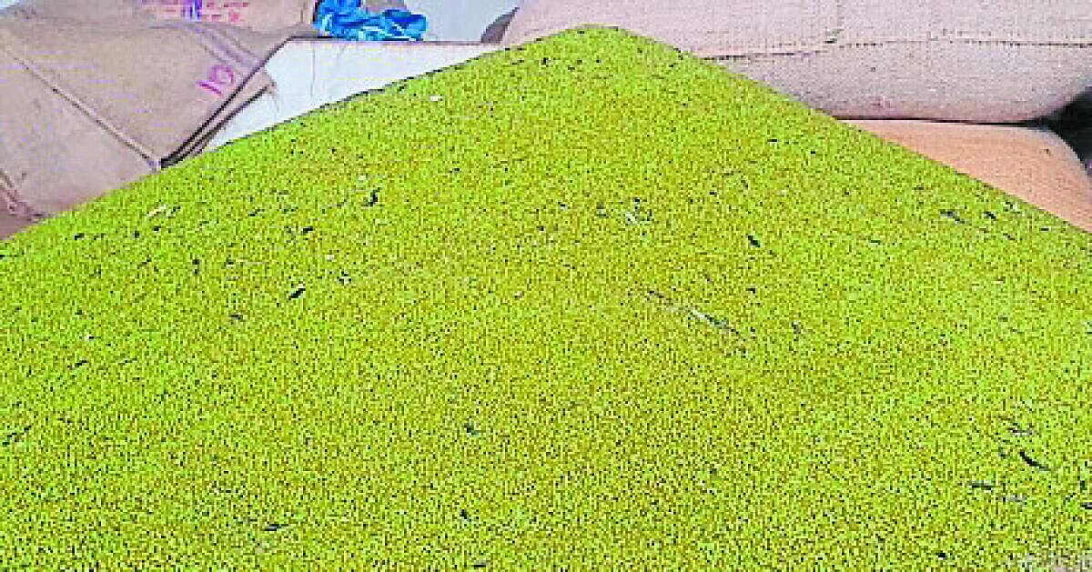 ಬಾಗಲಕೋಟೆ | ಹೆಸರುಕಾಳು: ಪ್ರತಿ ಕ್ವಿಂಟಲ್‌ಗೆ ₹10,059