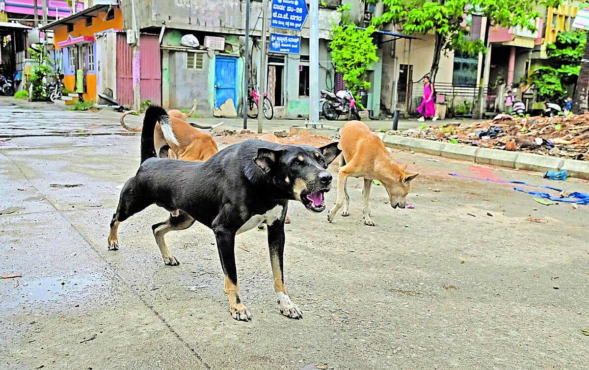 Street Dog Menace | ಪ್ರಜಾವಾಣಿ ಚರ್ಚೆ: ಬೀದಿ ನಾಯಿಗಳೂ ಹುಸಿ ಅನುಕಂಪವೂ