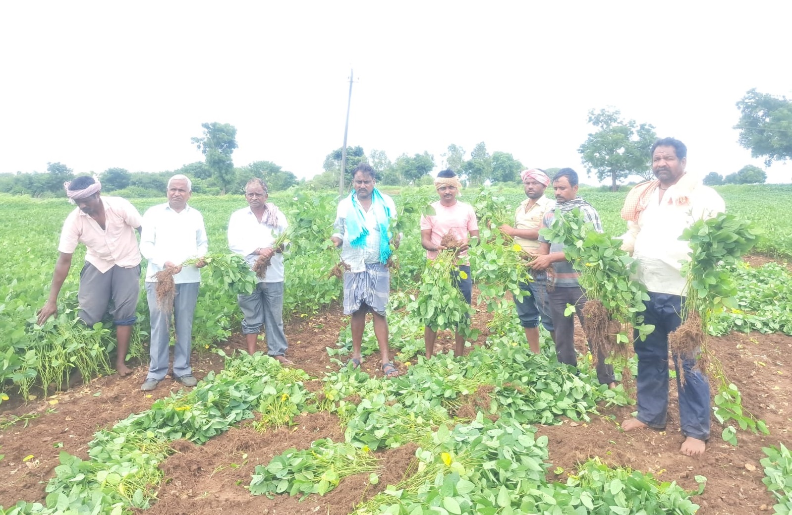 ಬೈಲಹೊಂಗಲ ತಾಲ್ಲೂಕಿನ ನಾಗನೂರು ಗ್ರಾಮದಲ್ಲಿ ಕಾಯಿ ಕಟ್ಟದ ಸೋಯಾಬೀನ್ ಬೆಳೆ ಕಿತ್ತೆಸೆದ ರೈತರು