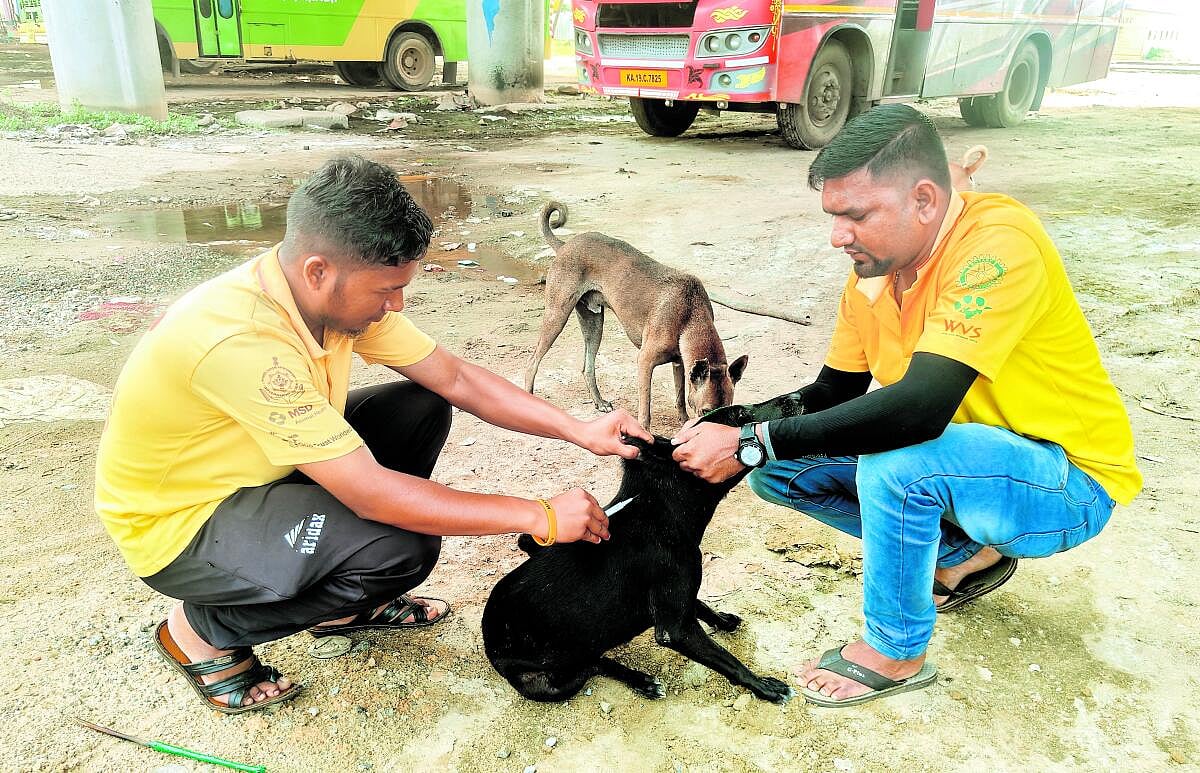 Street Dog Menace |ಪ್ರಜಾವಾಣಿ ಚರ್ಚೆ: ಒಟ್ಟಿಗೆ ಬಾಳಿದರೆ ಅಪಾಯ ಕಡಿಮೆ