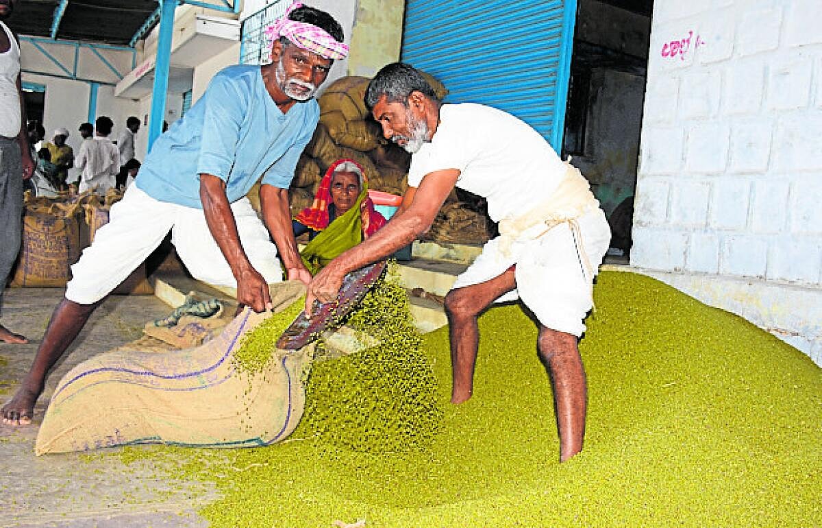 ಯಾದಗಿರಿ| ಹೆಸರುಕಾಳಿಗೆ ಬಂಪರ್ ಬೆಲೆ: 10 ದಿನದಲ್ಲಿ ಕ್ವಿಂಟಲ್‌ಗೆ ₹3,179 ಹೆಚ್ಚಳ