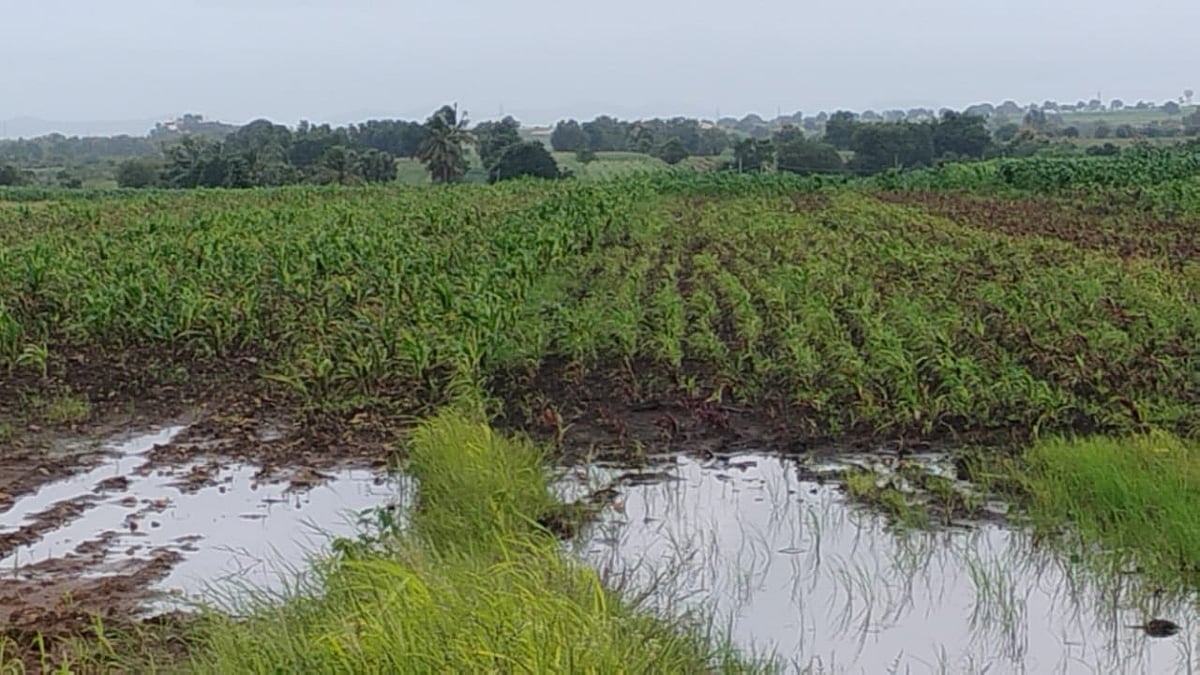 ಹೊನ್ನಾಳಿ: ರೈತರಿಗೆ ಸಿಹಿ–ಕಹಿ ಅನುಭವ ನೀಡುತ್ತಿರುವ ವರುಣ