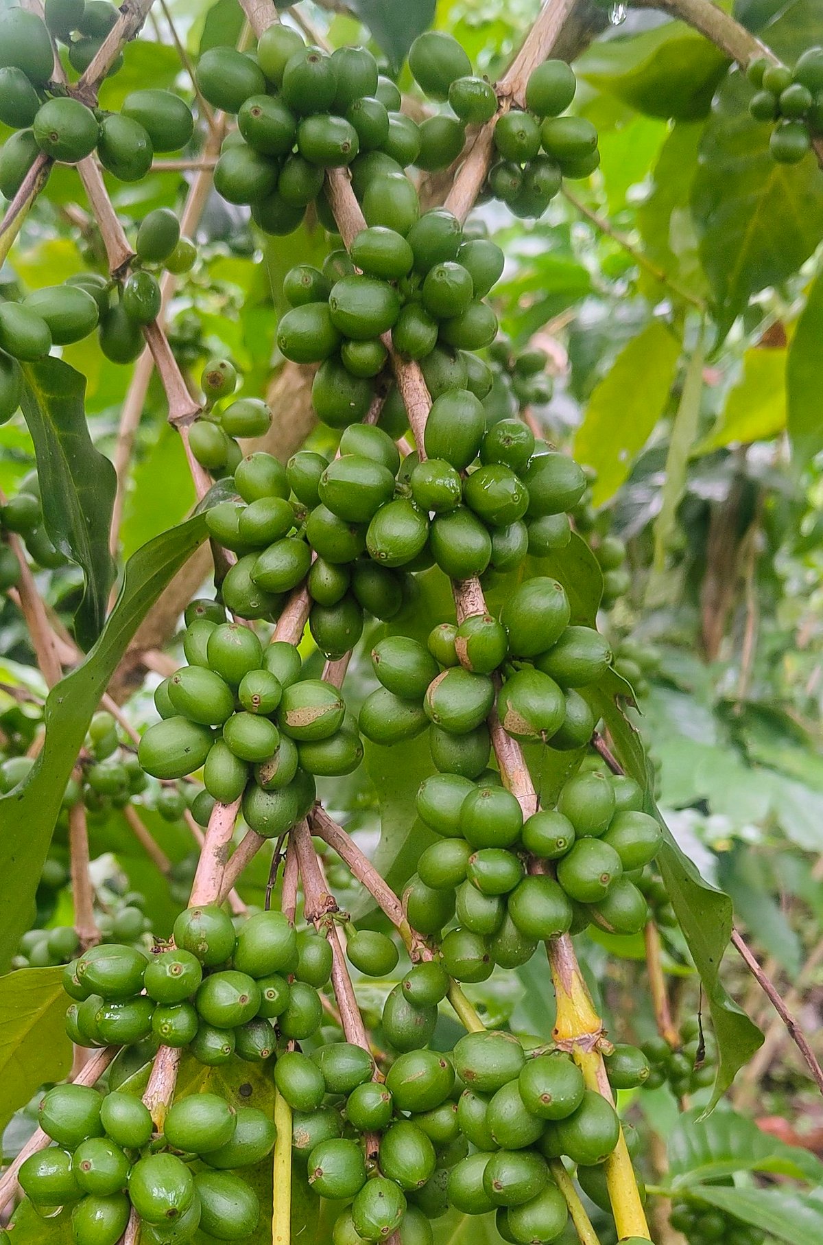 ಹಾಸನ | ಕಾಫಿ ಬೆಳೆಗಾರರ ನೆರವಿಗೆ ಧಾವಿಸಿ: ಸುರೇಂದ್ರ