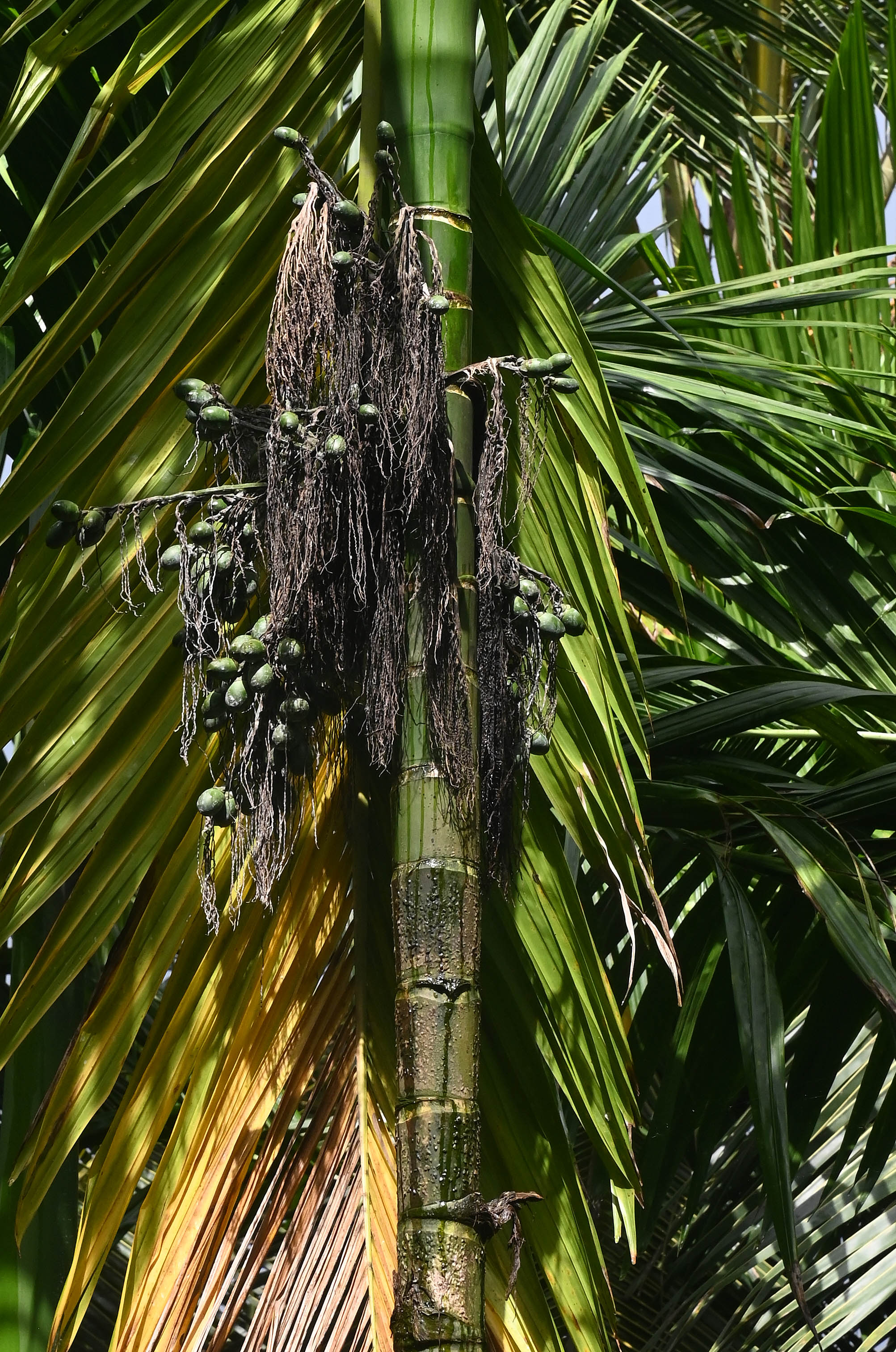 ಅರ್ಧಕ್ಕರ್ಧ ಫಸಲು ಉದುರಿ ಬರಿದಾಗಿರುವ ಗೊನೆ
