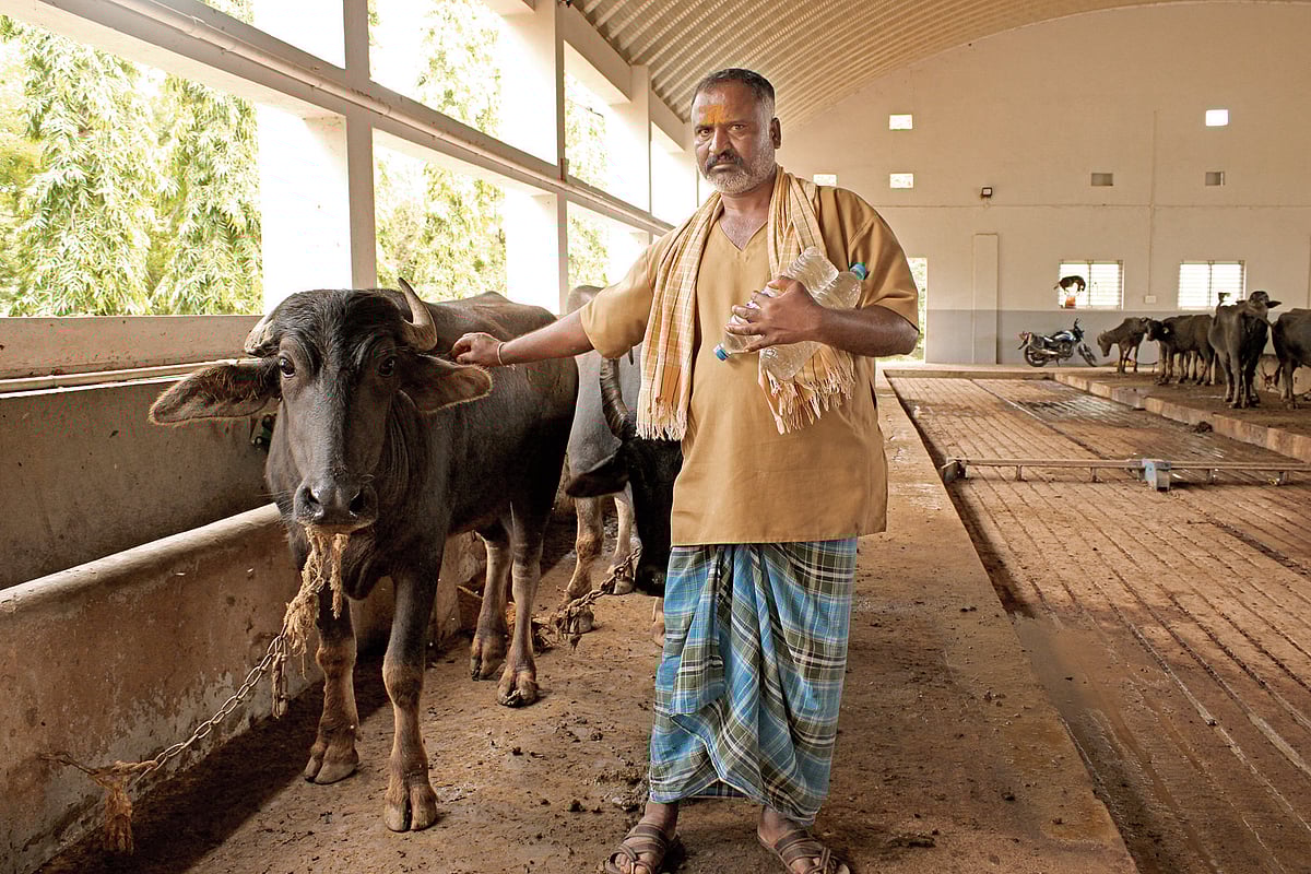 ಆಕಳು – ಎತ್ತು ಎಮ್ಮೆಗಳಿಗೂ ಹಾಸ್ಟೆಲ್‌!
