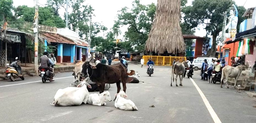 ನಾಯಕನಹಟ್ಟಿ ಪಟ್ಟಣದ ತೇರುಬೀದಿಯಲ್ಲಿ ರಸ್ತೆಗೆ ಅಡ್ಡಾದಿಡ್ಡಿಯಾಗಿ ಮಲಗಿರುವ ಬೀಡಾಡಿ ದನಗಳು