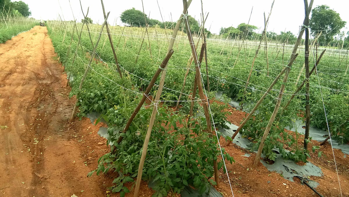 ಮೊಳಕಾಲ್ಮುರು:  ಟೊಮೆಟೊಗೆ ಕಾಡುತ್ತಿದೆ ಶಿಲೀಂಧ್ರ ರೋಗ