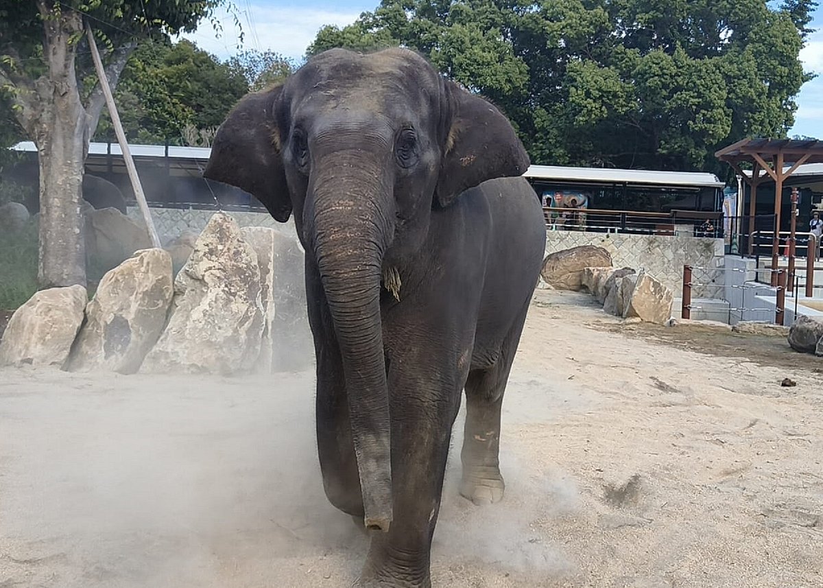 ‘ಸುಭದ್ರೆ’ಗಾಗಿ ಮಠಗಳ ಜಗ್ಗಾಟ: ಇಕ್ಕಟ್ಟಿಗೆ ಸಿಲುಕಿದ ಅರಣ್ಯ ಇಲಾಖೆ