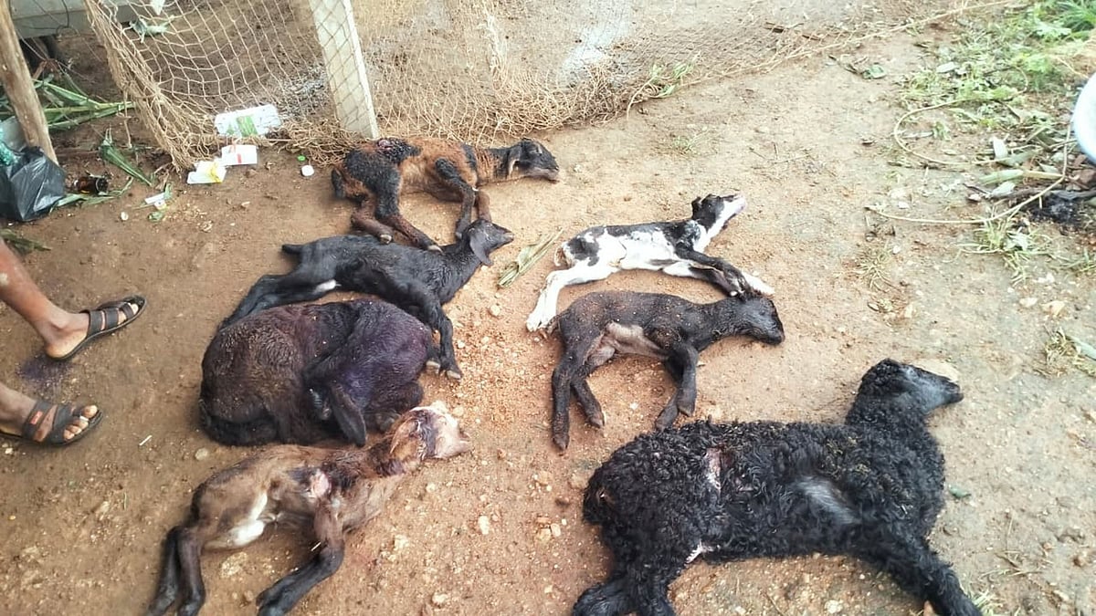 ಹೂವಿನಹಡಗಲಿ | ಕುರಿಹಟ್ಟಿಯ ಮೇಲೆ ನಾಯಿಗಳ ದಾಳಿ: 23 ಕುರಿಮರಿ ಸಾವು