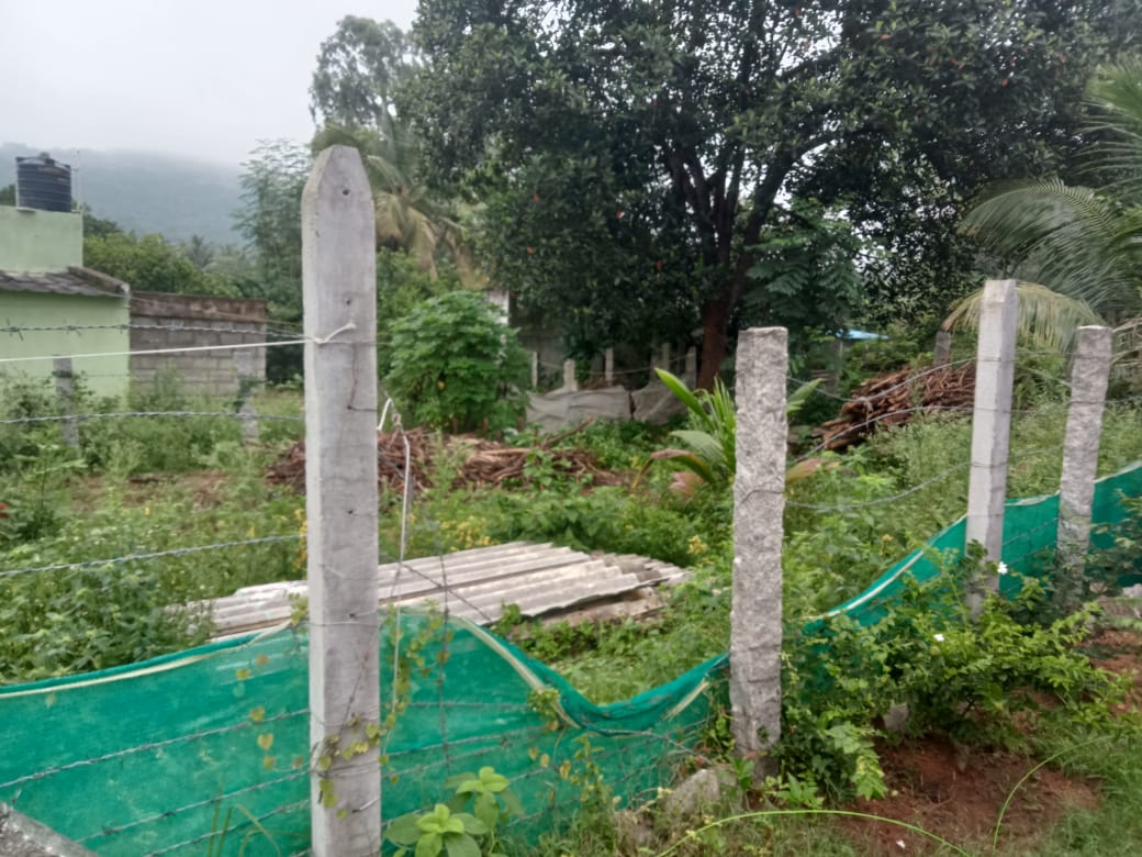 ಮನೆಯ ಬಳಿಯ ಬೆಳೆ ನಾಶ ಮಾಡಿರುವ ಕಾಡಾನೆಗಳು