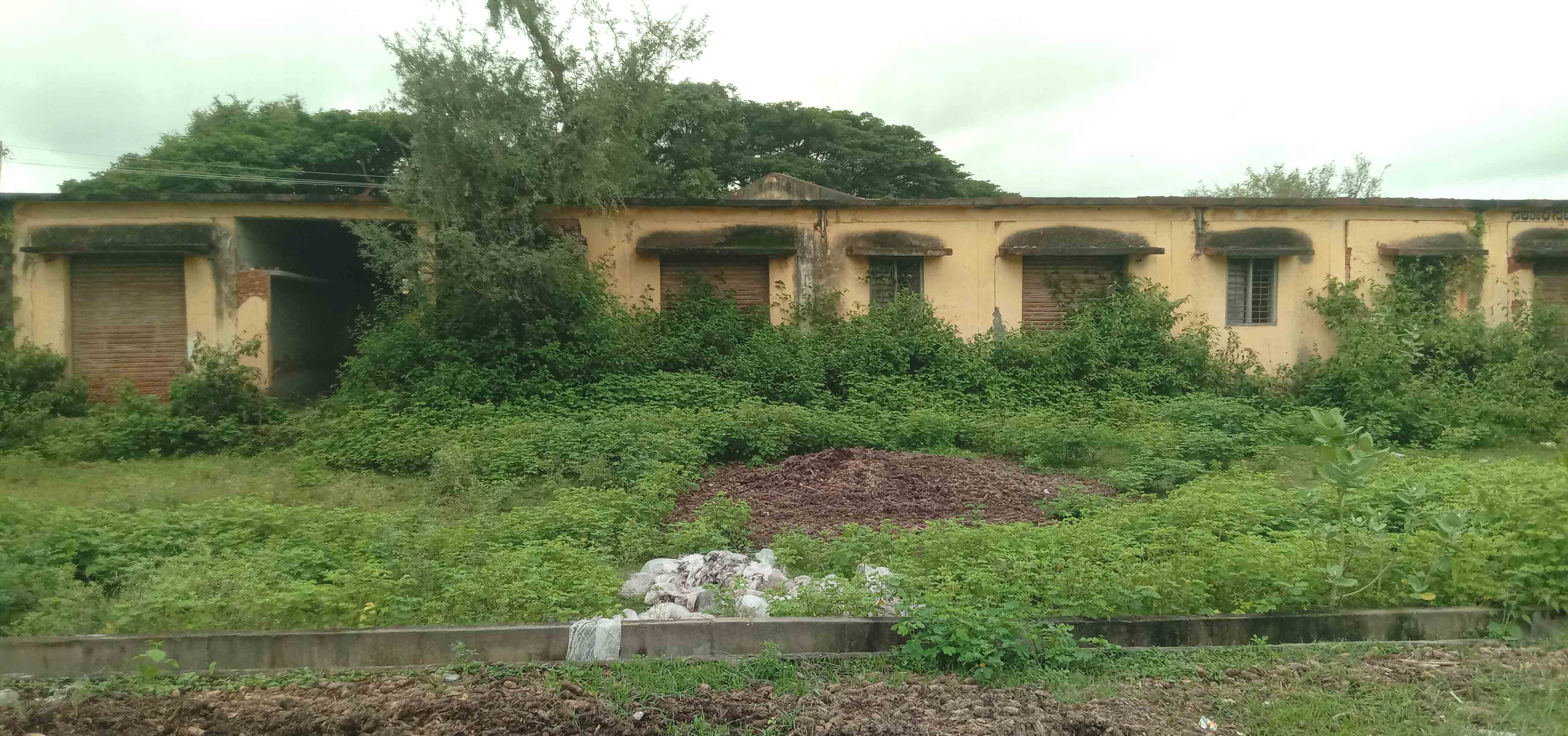 ಗುತ್ತಲ ಉಪ ಕೃಷಿ ಉತ್ಪನ್ನ ಮಾರುಕಟ್ಟೆ ಆವರಣದಲ್ಲಿ ಬೆಳೆದ ಗಿಡಗಳು.ಮತ್ತು ಪಾಳು ಬೀಳುತ್ತಿರುವ ಕಟ್ಟಡಗಳು.