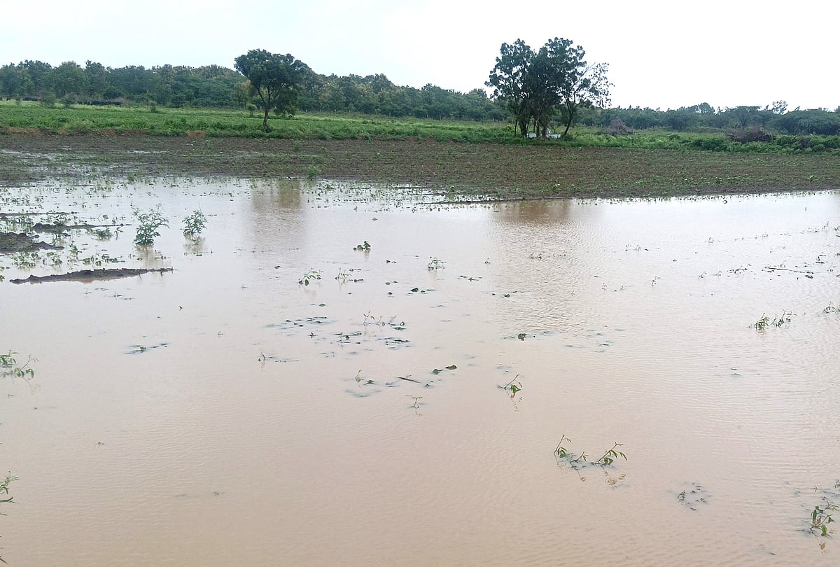 ಬೀದರ್‌: ನಿರಂತರ ಮಳೆಗೆ ಹೆಸರು, ಉದ್ದಿಗೆ ಕುತ್ತು

