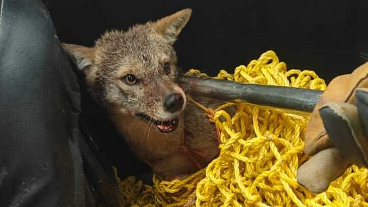 ರಾಯಚೂರು | ಆಹಾರಕ್ಕಾಗಿ ನಗರಕ್ಕೆ ನುಗ್ಗಿ ನರಿ: ಬಾಲಕಿ ಸೇರಿ ನಾಲ್ವರ ಮೇಲೆ ದಾಳಿ