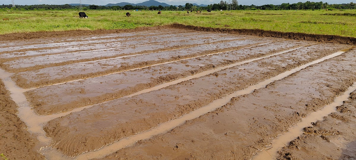 ಹಂಪಾಪುರ | ನಾಲೆಗೆ ನೀರು; ಭತ್ತ ಬಿತ್ತನೆ ಚುರುಕು