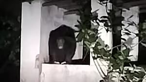 ನ್ಯಾಮತಿ: ನಿರ್ಮಾಣ ಹಂತದ ಮನೆಗೆ ಬಂದಿದ್ದ ಕರಡಿಯನ್ನು ಓಡಿಸಿದ ಮಹಿಳೆ