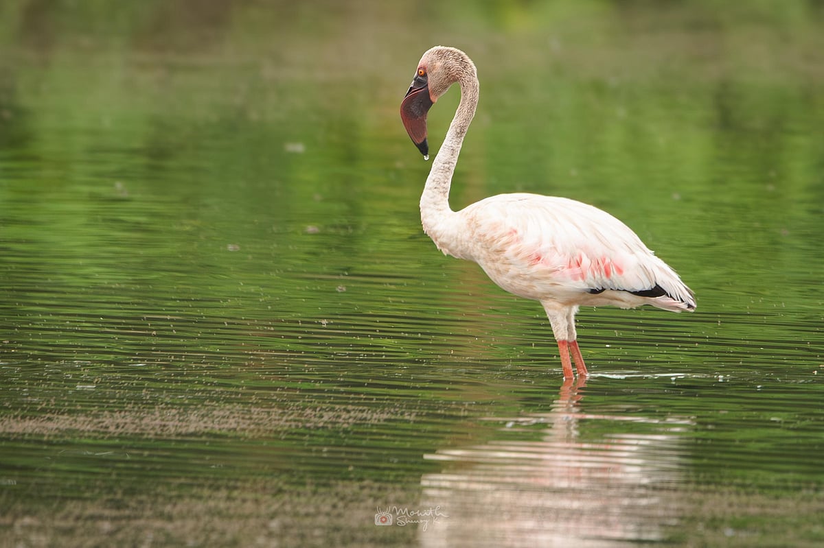 ಉಡುಪಿ: ಮಲ್ಪೆಯ ಫಿಶ್‌ಮಿಲ್ ಬಳಿ ರಾಜಹಂಸ ಪತ್ತೆ