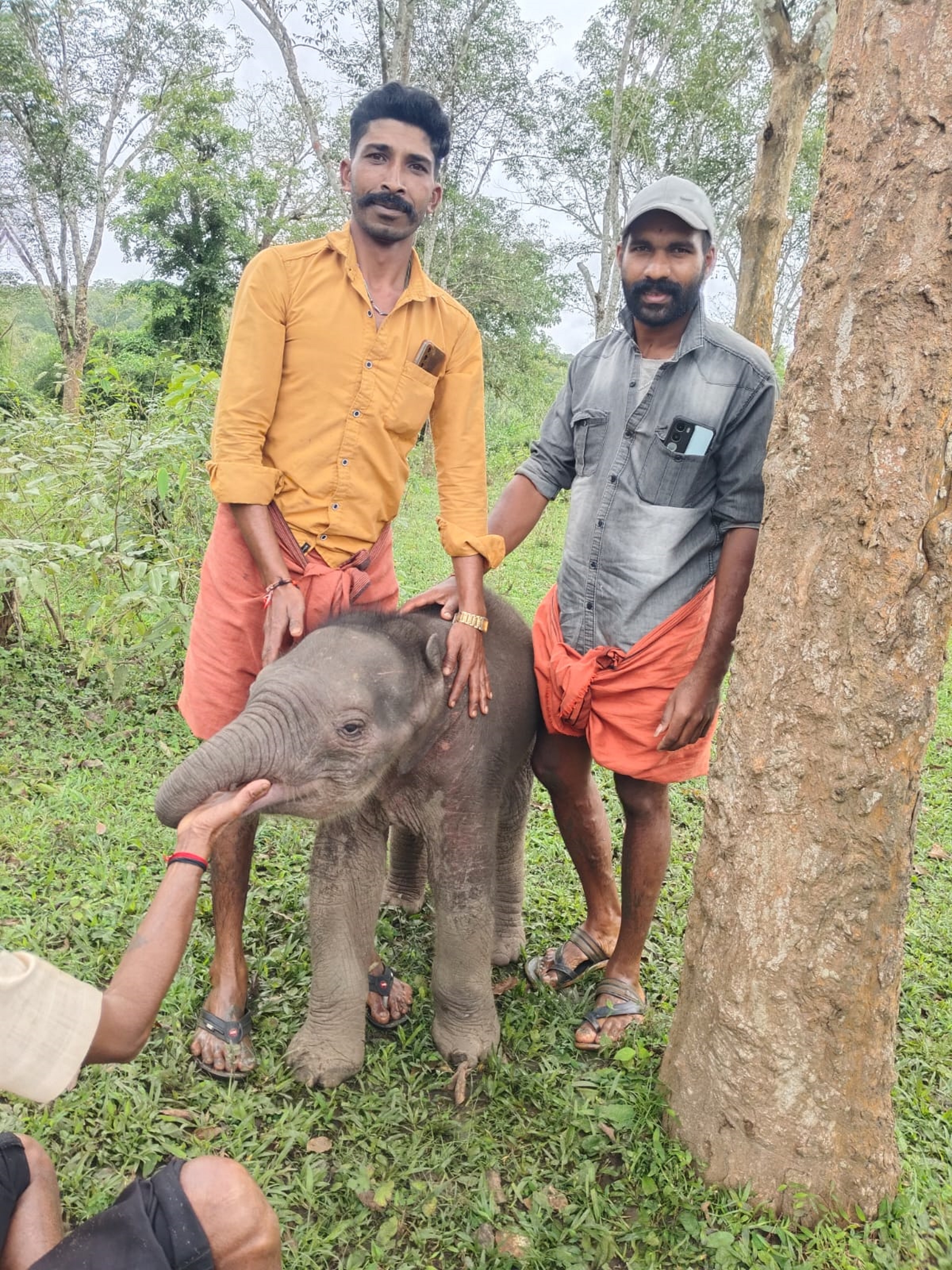 ಎಚ್.ಡಿ.ಕೋಟೆಯ ವಡಕನಮಾಳದ ದೇವೆಸೇಗೌಡ ಎಂಬವರ ತೋಟದ ಬಳಿ ಕಾಣಿಸಿದ್ದ ಮರಿ ಆನೆಯನ್ನು ಸ್ಥಳೀಯರು ರಕ್ಷಿಸಿದರು