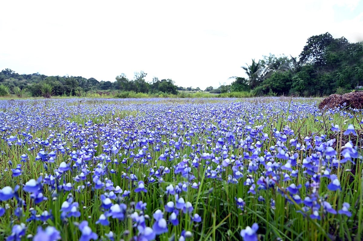 ಕಾಸರಗೋಡು: ಭೂಸಿಂಗಾರ ಹೆಚ್ಚಿಸಿದ ತುಂಬೆ ಪುಷ್ಪ