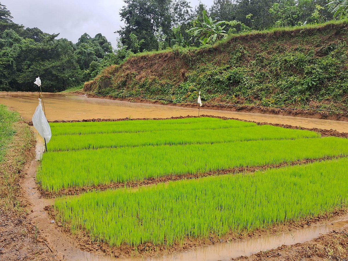 ಸೋಮವಾರಪೇಟೆ ತಾಲ್ಲೂಕಿನಲ್ಲಿ ಈ 7,100 ಹೆಕ್ಟೇರ್ ಪ್ರದೇಶದಲ್ಲಿ ಭತ್ತದ ಕೃಷಿ ಗುರಿ