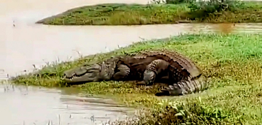 UP | ಮೊಸಳೆ ದಾಳಿಯಿಂದ ಪತಿ, ಮಗನ ರಕ್ಷಿಸಿದ ಇಬ್ಬರು ವೀರ ಮಹಿಳೆಯರು