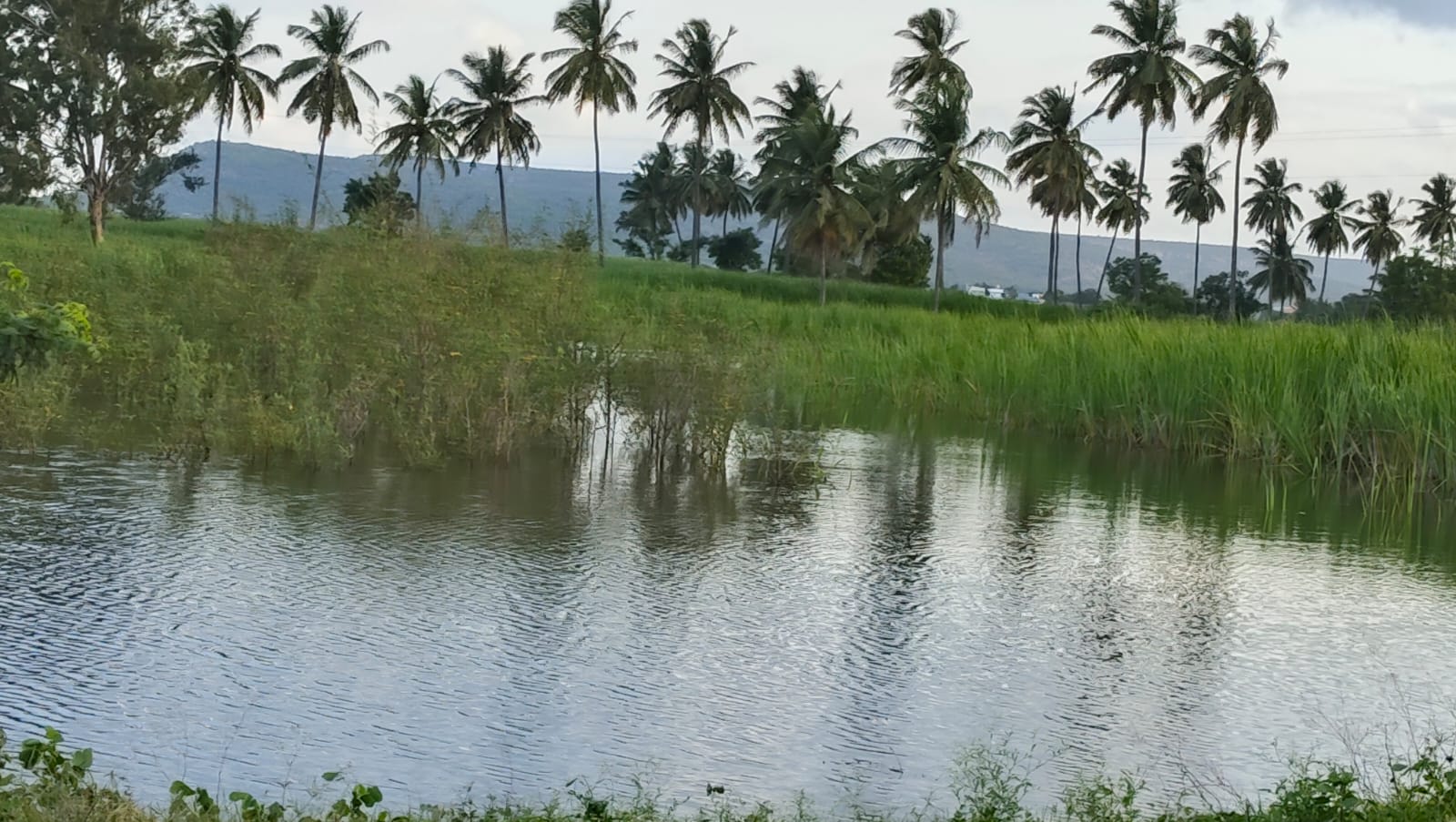 ಗೋಕಾಕ ತಾಲ್ಲೂಕಿನ ಅಡಿಬಟ್ಟಿ ಗ್ರಾಮದ ರೈತರ ತೋಟಗಳು ಸಂಪೂರ್ಣ ಜಲಾವೃತಗೊಂಡಿವೆ